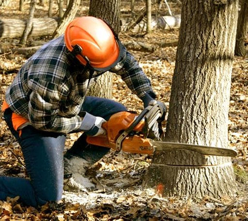 Tree Removal in Mccool, MS